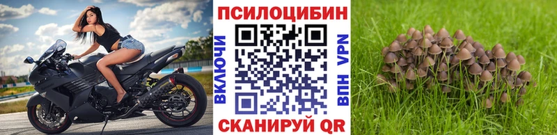 mega tor  Луза  Галлюциногенные грибы Psilocybe 